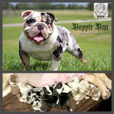The bulldog express is a family owned and operated kennel in texas. Wuqwxzxdtuvlpm