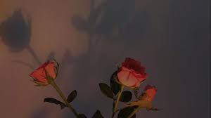 A collection of the top 57 rose aesthetic wallpapers and backgrounds available for. Red Rose Aesthetic Computer Wallpapers Top Free Red Rose Aesthetic Computer Backgrounds Wallpaperaccess