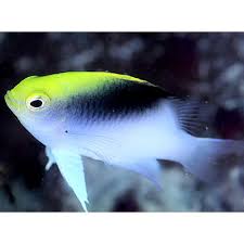 Fiji Yellow Head Damsel Chrysiptera Rollandi Saltwater Fish Tanks Marine Fish Best Aquarium Fish