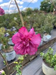 Image result for Hibiscus syriacus ´Pink Chiffon