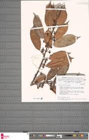 Image result for Ficus barteri