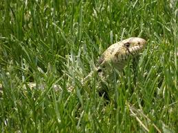 Do ducks help keep snakes away? How To Keep Snakes Away From Your Yard Home Mymove