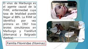 Maybe you would like to learn more about one of these? Fiebre Hemorragica De Marburgo Marburg