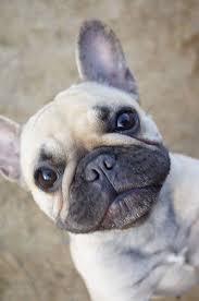Pin By Pupa Pupa On French Bulldog Bulldog French Bulldog Puppies Bulldog Puppies