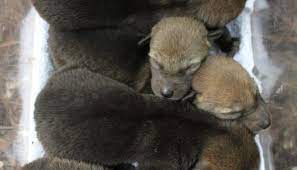 Red wolf puppy at 7 months old. Endangered Red Wolf Pups Born In Durham Smart News Smithsonian Magazine