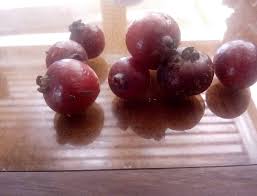 Image result for Salacia madagascariensis