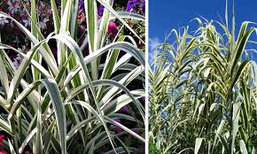 Its relatively coarse texture can be used to stand it apart from other garden plants with finer foliage. Arundo Donax Variegata Variegated Giant Reed Garden Plants Online