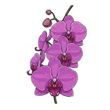 Image result for Orchidaceae