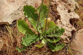 Image result for Launaea violacea