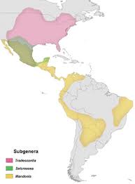 Image result for Triceratella drummondii