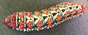 Image result for Caloncoba crepiniana