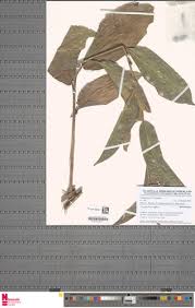 Image result for Trachyphrynium braunianum