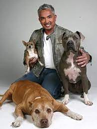 Mannix is hired to find out if it was just an accident or if someone is out to get him. Cesar Millan Daddy And Junior Dog Love I Love Dogs Dog Lovers