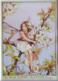 Wild Cherry Blossom Tree Flower Fairy Vintage Print Cicely Etsy Flower Fairies Books Flower Fairies Vintage Fairies