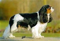 She has some really unusual coloring with black face and done tan and white markings. Die Rasse Cavalier King Charles Spaniel Cavalier King Charles Spaniel Club Deutschland E V