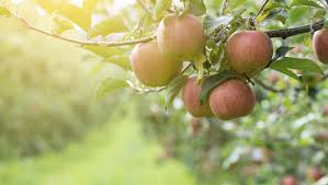 Maybe you would like to learn more about one of these? Starting New Apple Trees From Stem Cuttings