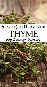 Growing And Harvesting Thyme Growing Herbs Growing Thyme Harvesting Herbs