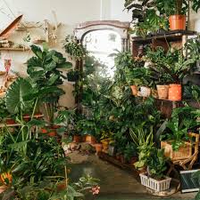 Check out this fantastic collection of aesthetic tumblr plant wallpapers,. These Are The Indoor Plants Of The Year For 2022 According To 4 Experts Architectural Digest