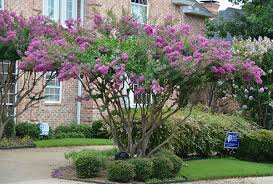 Check spelling or type a new query. Zuni Purple Matures 5 10 Crape Myrtle Guy