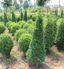 Image result for Malpighia