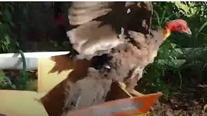 We did not find results for: Locals Distressed As Someone Is Violently Attacking The Protected Brush Turkeys Of Byron Bay Abc News
