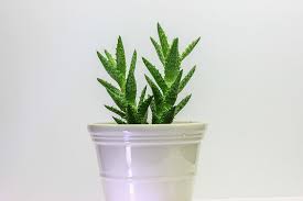 One fact that can help you differentiate a cactus from a succulent is that cacti have an areola, which are auxiliary, visible and protruding buds. Hd Wallpaper Green Aloe Vera Plant In Pot Cactus Cacti Nature Decoration Wallpaper Flare
