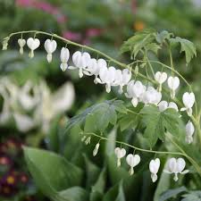 Image result for Dicentra spectabilis alba