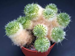 Image result for Austrocylindropuntia