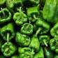 Pepper Festival