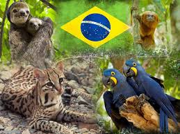 Brazilian Animals Animals Animal Photo Cute Animals