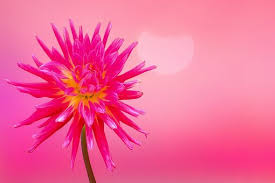 Dankbarkeit vorlage, vertrag, schablone, formular oder dokument. 200 Kostenlose Dankeschon Und Danke Bilder Pixabay