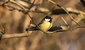 Image result for Kohlmeise vogelhouse