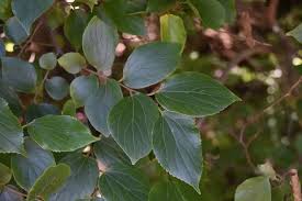 Image result for Celtis africana
