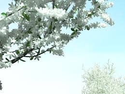 Blooming Cherry Free Tree 3d Model 157 In 400 Cm High Prunus Cerasus Cherry Tree Bloom 3d Tree