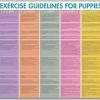 Below, learn the best time to socialize your puppy, how to do it right, and why it's important. 1