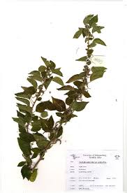 Image result for Acalypha glabrata