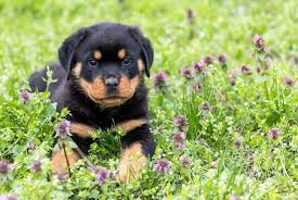 One of the most interesting discussions that often arise in the company of new parents is what would be the new baby called?, followed by a myriad of suggestions by family and friends. Best Rottweiler Names Over 500 Ideas For A Rottie My Pet S Name
