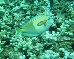 Orangeband Surgeonfish Four Winds Maui Snorkeling Molokini Snorkel Boat Whale Watching
