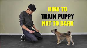 For those who already have experience in dog training, this one is quite easy. Online Dog Training How To Train Puppy Not To Bark Teach Dog To Stop Barking Youtube
