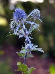 Flat Sea Holly Eryngium Planum Flowers Naturegate Sea Holly Flowers Plants