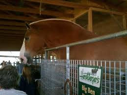 Her owner is stefan creemers. Big Ben 3006 Lbs Belgian Draft Horse Bild Von Hershberger S Farm Bakery Millersburg Tripadvisor