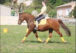 outlet idee de tenue d equitation jaune pour le cavalier et un cheval alezan cavaliere coloriages images noel