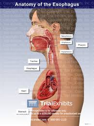 Image result for esophagus