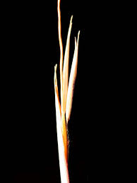 Image result for Anadelphia