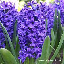Shop outstanding hyacinth bulb in edible and industrial grades on alibaba.com. Blue Jacket Hyacinth Bulbs 8 Bulbs Walmart Com Walmart Com