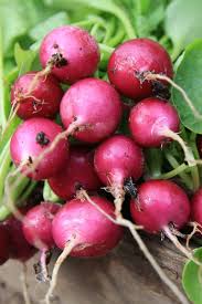 The answer she got was: Do Radishes Go Bad How Long Does It Last