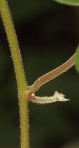 Image result for Hewittia