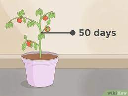 Maybe you would like to learn more about one of these? 3 Ways To Grow Plants Faster Wikihow