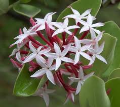 Image result for Carissa spinarum