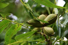 The greatest benefits from removing excess nuts are realized when the pecans are removed in early july. Pecan Seed Germination Time Temperature Process Agri Farming